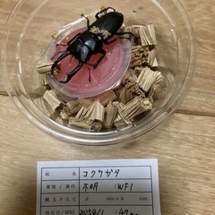 コクワガタ新成虫♂♀ペアの画像