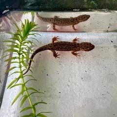 五島列島　福江島　アカハライモリ　3匹 + 補償1匹