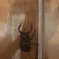 ノコギリクワガタの画像