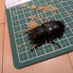 オオクワガタ　オス・メス　計二匹の画像