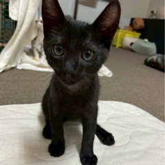 ⭐︎ボブテイルの黒ネコちゃん⭐︎