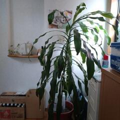 観葉植物の画像