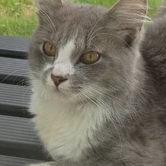人懐っこいふんわりグレーの男の子🐈‍⬛