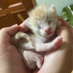 7/19 22時ごろに産まれました🐱🐾里親様の候補が見つか…