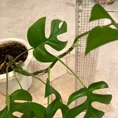 お取引中　
ヒメモンステラ の画像