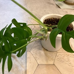 お取引中　
ヒメモンステラ の画像