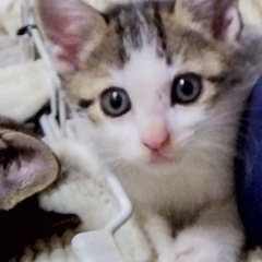 子猫ちゃんの里親募集します。