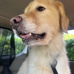 ゴールデンレトリバー 5歳
