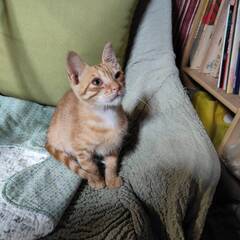 やんちゃ　甘えん坊　茶トラくん