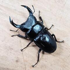 （売約済・受付終了）【希少産地】大阪府高槻市産 オオクワガタCBF2新成虫♂♀ペア ①の画像