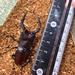 クワガタ♂×2 ♀×1の画像