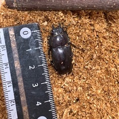 クワガタ♂×2 ♀×1の画像