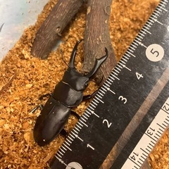 クワガタ♂×2 ♀×1の画像