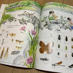 【7/30まで】夏休み自由研究②📗夏の虫夏の花の画像