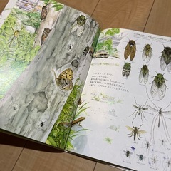 【7/30まで】夏休み自由研究②📗夏の虫夏の花の画像