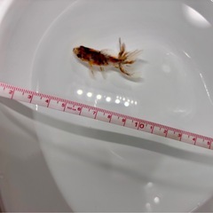 キャリコ琉金　透明鱗？モザイク？ 約5cm 当歳の画像