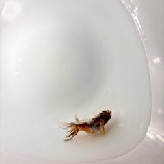 キャリコ琉金　透明鱗？モザイク？ 約5cm 当歳の画像