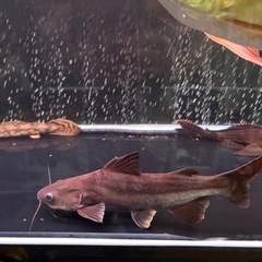 パールン　熱帯魚の画像