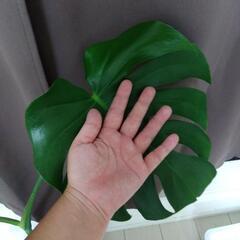 モンステラ 大 ３株入り 観葉植物の画像