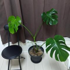 モンステラ 大 ３株入り 観葉植物の画像