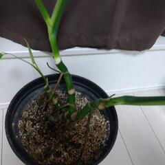 モンステラ 大 ３株入り 観葉植物の画像