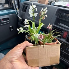 本庄市の植木屋です。バイト募集してます。歳も性別も問いません、剪定や植物に興味ある方是非お気軽にご連絡下さい。の画像