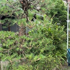 本庄市の植木屋です。バイト募集してます。歳も性別も問いません、剪定や植物に興味ある方是非お気軽にご連絡下さい。の画像