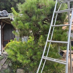 本庄市の植木屋です。バイト募集してます。歳も性別も問いません、剪定や植物に興味ある方是非お気軽にご連絡下さい。の画像