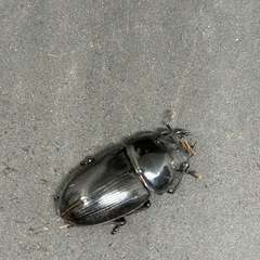 (お取り引き先が決定いたしました)国産オオクワガタ(産地不明)　ペアの画像