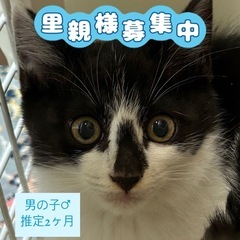 黒白猫 可愛い男の子🐈‍⬛💙