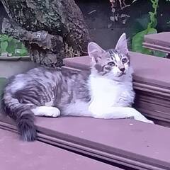 とっても可愛い💛子猫３匹