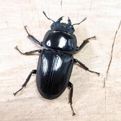 【希少産地】大阪府高槻市産 オオクワガタCBF2新成虫♂♀ペア ②の画像