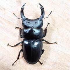 【希少産地】大阪府高槻市産 オオクワガタCBF2新成虫♂♀ペア ②の画像