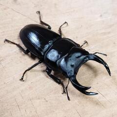 【希少産地】大阪府高槻市産 オオクワガタCBF2新成虫♂♀ペア ②の画像