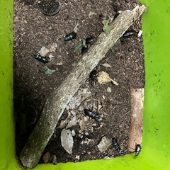 カブトムシ、クワガタの画像