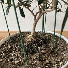 元気なオリーブの木 約120cmの画像