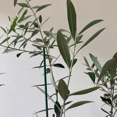 元気なオリーブの木 約120cmの画像