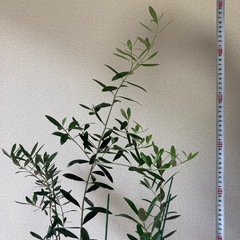 元気なオリーブの木 約120cmの画像