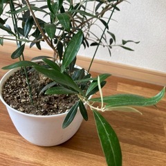 元気なオリーブの木 約120cmの画像