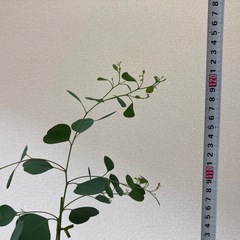 ユーカリ・ポポラス約140cmの画像