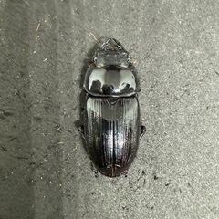 (お取引き先が決定いたしました)国産オオクワガタ(産地不明)ペアの画像