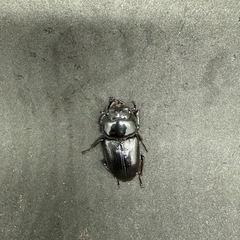 (お取引き先が決定いたしました)国産オオクワガタ(産地不明)ペアの画像