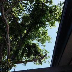 桜の伐採木🌳の画像