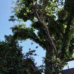 桜の伐採木🌳の画像