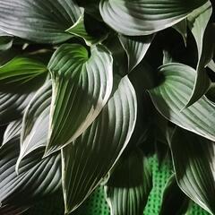 ギボウシ　　ホスターの画像