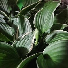 ギボウシ　　ホスターの画像