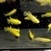 ランキングキーワードに紐づく投稿画像-メダカ