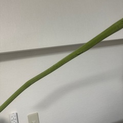 allgoodflowersジャンボヒマワリの画像