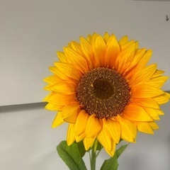 allgoodflowersジャンボヒマワリの画像