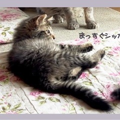 長毛キジトラの男の子